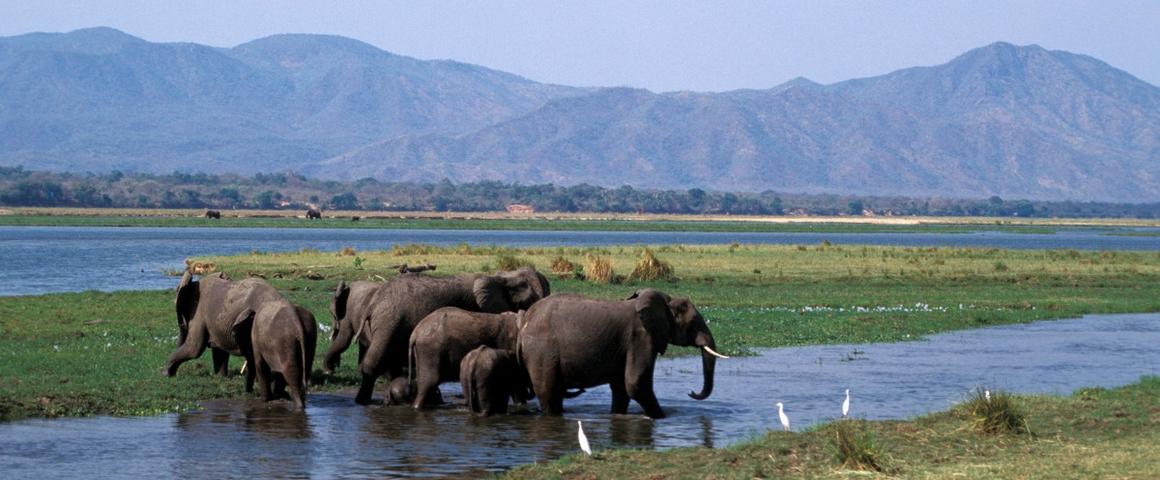 Herd of elephants bathing in the Mana Pools National Park, Zimbabwe © P. Poilecot, CIRAD